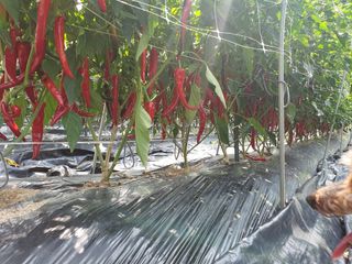 산곡동농장님의 고추 · 수확 작성글 사진