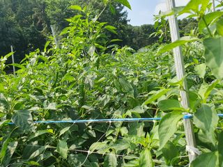 산곡동농장님의 고추 · 수확 작성글 사진