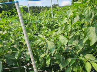 산곡동농장님의 고추 · 수확 작성글 사진