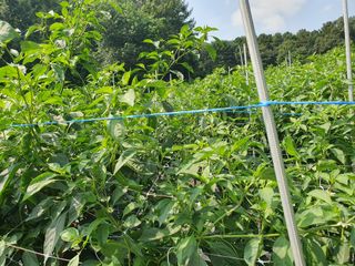 산곡동농장님의 고추 · 수확 작성글 사진