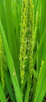 팜모닝 벼·병해충상담 게시글 이미지