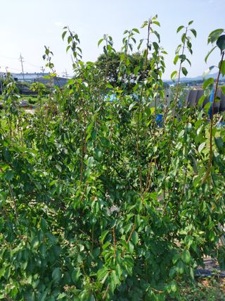 소병찬님의 매실 · 자유게시판 작성글 사진