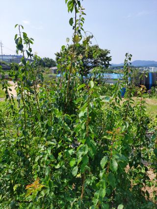 소병찬님의 매실 · 자유게시판 작성글 사진