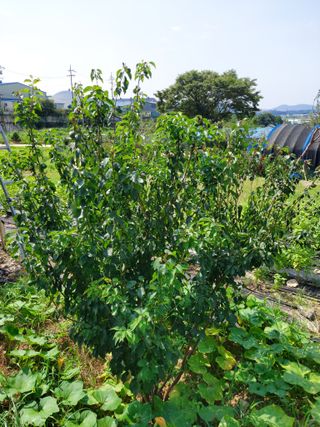 소병찬님의 매실 · 자유게시판 작성글 사진