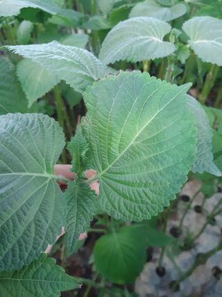 깻잎농부님의 들깨 · 병해충상담 작성글 사진