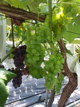 팜모닝 포도·자유게시판 게시글 이미지