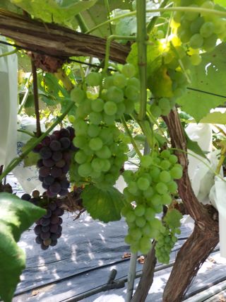 태일농산이정수님의 포도 · 자유게시판 작성글 사진