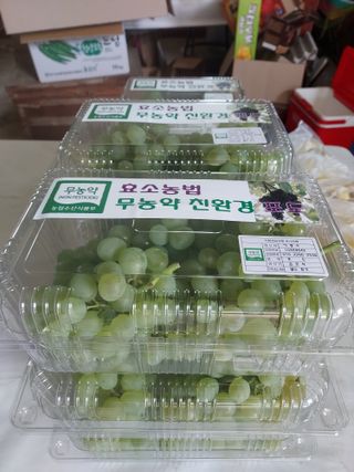 태일농산이정수님의 포도 · 자유게시판 작성글 사진