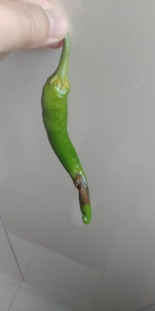 도개님의 고추 · 병해충상담 작성글 사진