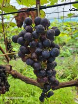 팜모닝 포도·자유게시판 게시글 이미지