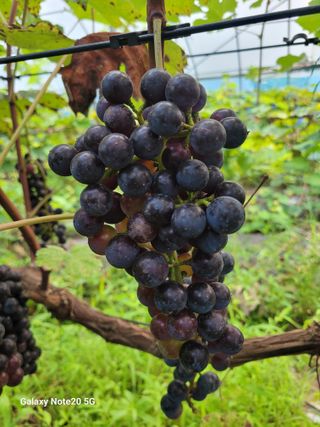 해민농장님의 포도 · 자유게시판 작성글 사진