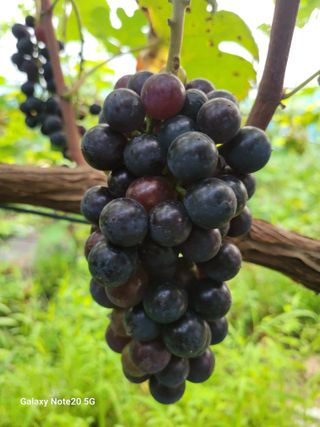 해민농장님의 포도 · 자유게시판 작성글 사진