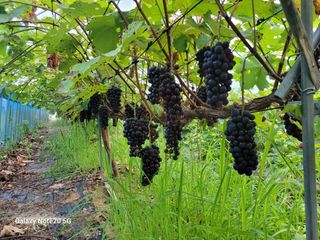 해민농장님의 포도 · 자유게시판 작성글 사진