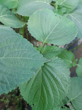 깻잎농부님의 들깨 · 병해충상담 작성글 사진