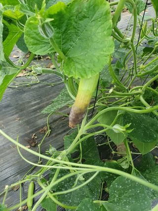 대구 애호박님의 호박 · 병해충상담 작성글 사진