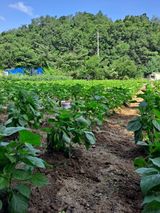 팜모닝 들깨·영농일지 게시글 이미지