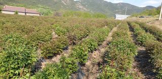 포도6841님의 나의 농사 필수품 소개하기 · 참여글 작성글 사진