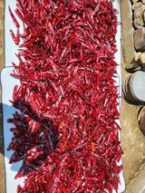 팜모닝 고추·수확 게시글 이미지