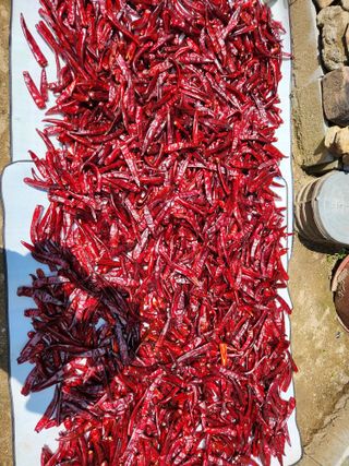 이인구님의 고추 · 수확 작성글 사진