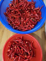 팜모닝 양배추·영농일지 게시글 이미지