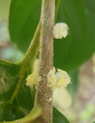 나보고싶거든님의 감 · 병해충상담 작성글 사진