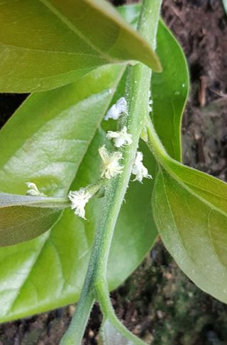 나보고싶거든님의 감 · 병해충상담 작성글 사진