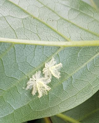 나보고싶거든님의 감 · 병해충상담 작성글 사진