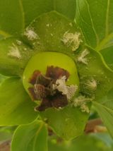 팜모닝 감·병해충상담 게시글 이미지