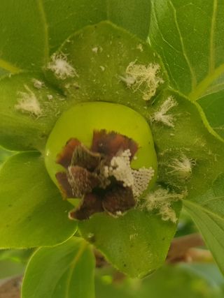 나보고싶거든님의 감 · 병해충상담 작성글 사진