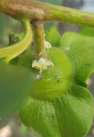 나보고싶거든님의 감 · 병해충상담 작성글 사진