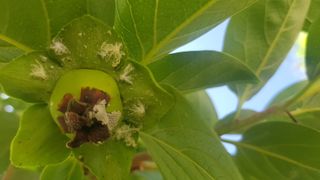 나보고싶거든님의 감 · 병해충상담 작성글 사진