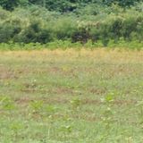 팜모닝 들깨·영농일지 게시글 이미지