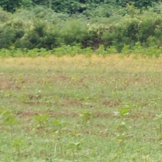 강원도 횡성군님의 들깨 · 영농일지 작성글 사진