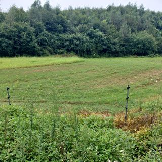강원도 횡성군님의 들깨 · 영농일지 작성글 사진