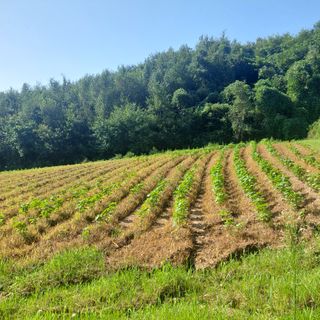 강원도 횡성군님의 들깨 · 영농일지 작성글 사진