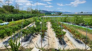 늘푸른 농장주님의 고추 · 영농일지 작성글 사진