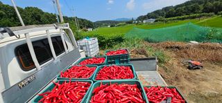 수여농장님의 고추 · 영농일지 작성글 사진