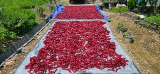 수여농장님의 고추 · 영농일지 작성글 사진