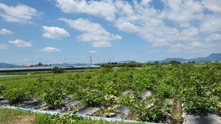 늘푸른 농장주님의 기타작물 · 영농일지 작성글 사진