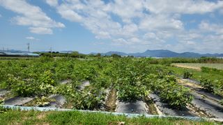 늘푸른 농장주님의 기타작물 · 영농일지 작성글 사진