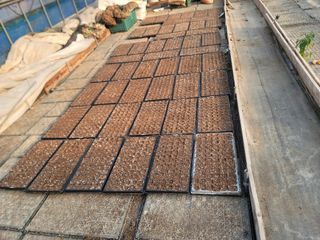 이석기님의 배추 · 파종•정식 작성글 사진