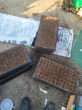 이석기님의 배추 · 파종•정식 작성글 사진