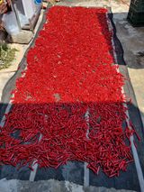 팜모닝 고추·수확 게시글 이미지