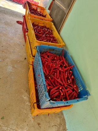 이종규님의 고추 · 수확 작성글 사진