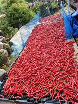 팜모닝 고추·일상 게시글 이미지