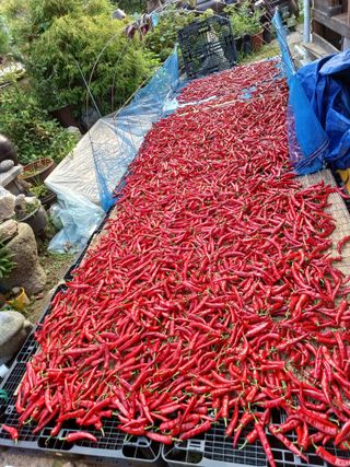 초딩.농사님의 고추 · 일상 작성글 사진