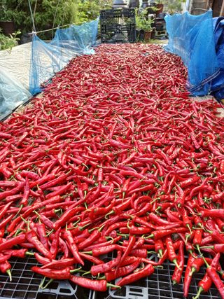 초딩.농사님의 고추 · 일상 작성글 사진