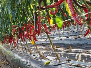 초딩.농사님의 고추 · 일상 작성글 사진