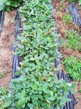 팜모닝 콩·병해충상담 게시글 이미지