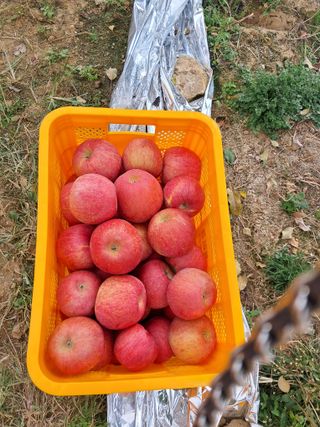 아침엔사과농원님의 작성글 사진